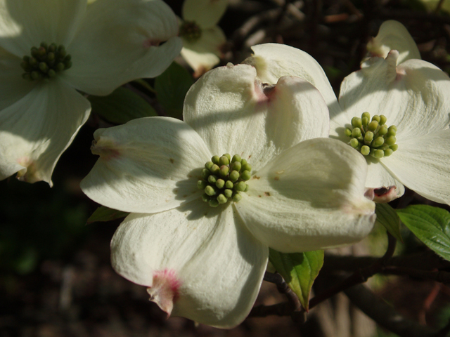 Cornus florida (Flowering dogwood) #30128