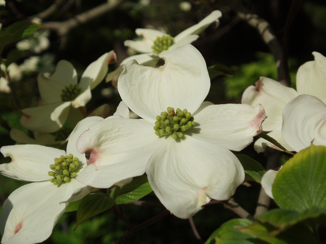 Cornus florida (Flowering dogwood) #30129