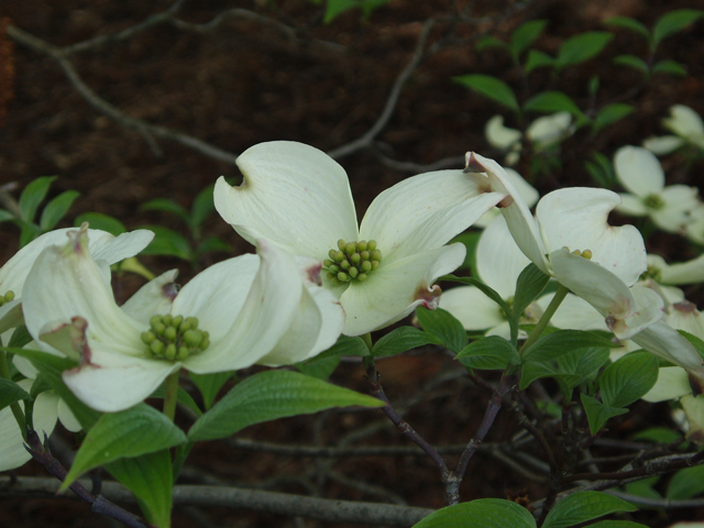 Cornus florida (Flowering dogwood) #30131