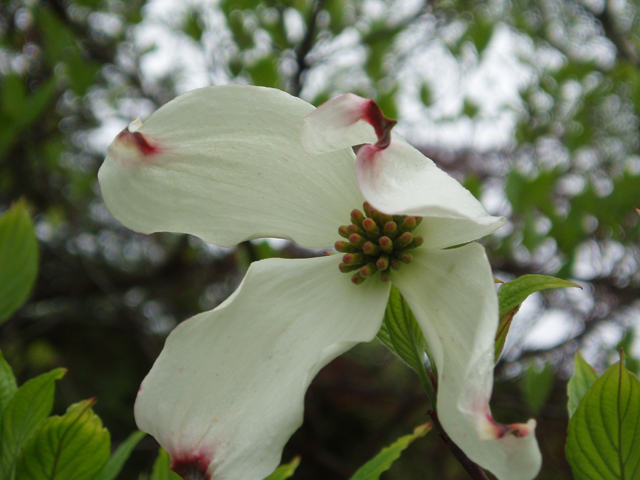 Cornus florida (Flowering dogwood) #30132