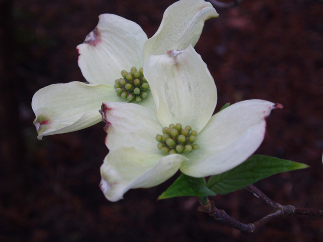 Cornus florida (Flowering dogwood) #30133
