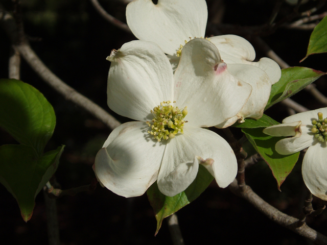 Cornus florida (Flowering dogwood) #30134