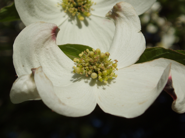 Cornus florida (Flowering dogwood) #30135