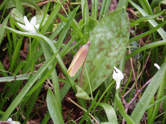 Erythronium americanum (Yellow trout-lily) #30145