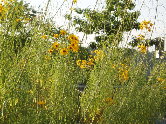Helianthus salicifolius (Willowleaf sunflower) #30163