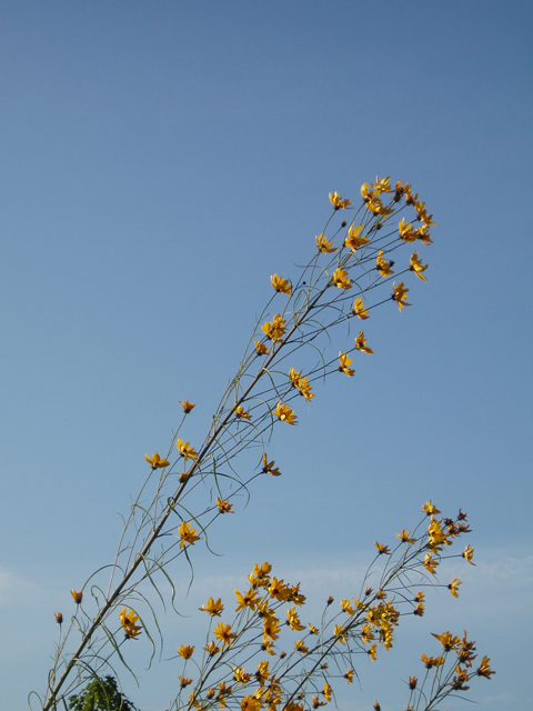 Helianthus salicifolius (Willowleaf sunflower) #30164