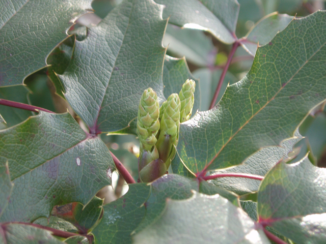 Mahonia aquifolium (Holly-leaved barberry) #30184