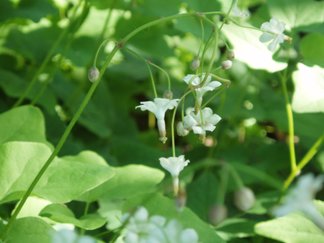 Vancouveria hexandra (White insideout flower) #30222