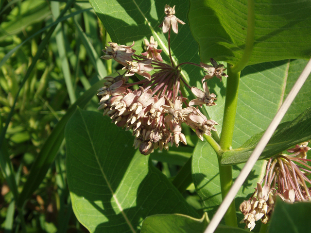 Asclepias syriaca (Common milkweed) #30234