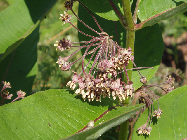 Asclepias syriaca (Common milkweed) #30236