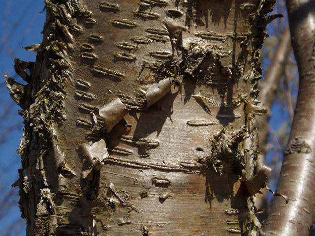 Betula alleghaniensis (Yellow birch) #30240