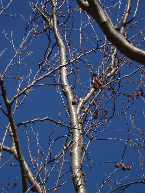 Betula alleghaniensis (Yellow birch) #30241