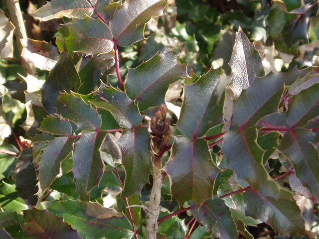 Mahonia aquifolium (Holly-leaved barberry) #30333