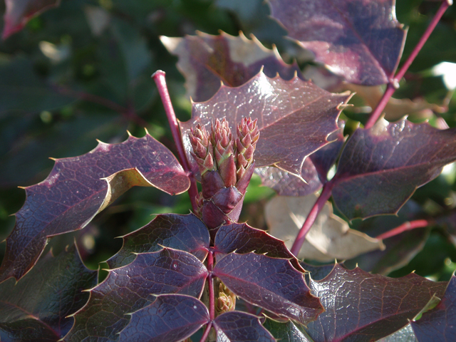 Mahonia aquifolium (Holly-leaved barberry) #30334