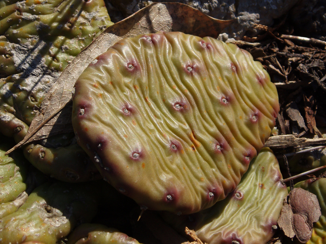 Opuntia humifusa (Low prickly pear) #30348