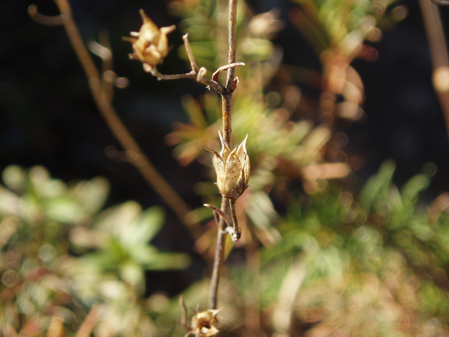Penstemon pinifolius (Pine-needle penstemon) #30358