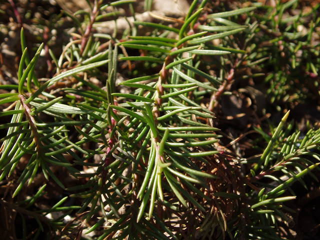 Penstemon pinifolius (Pine-needle penstemon) #30359
