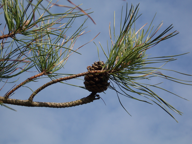Pinus rigida (Pitch pine) #30364