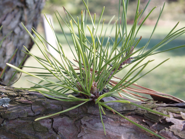 Pinus rigida (Pitch pine) #30366