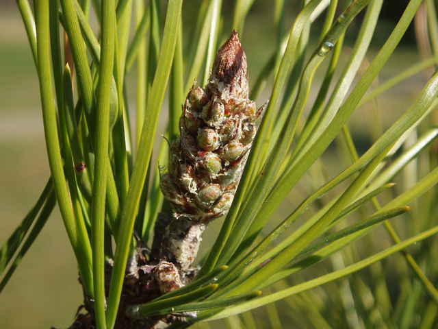 Pinus rigida (Pitch pine) #30369