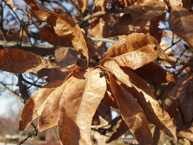 Quercus imbricaria (Shingle oak) #30370