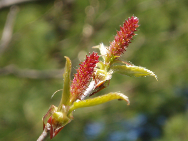 Betula alleghaniensis (Yellow birch) #32763