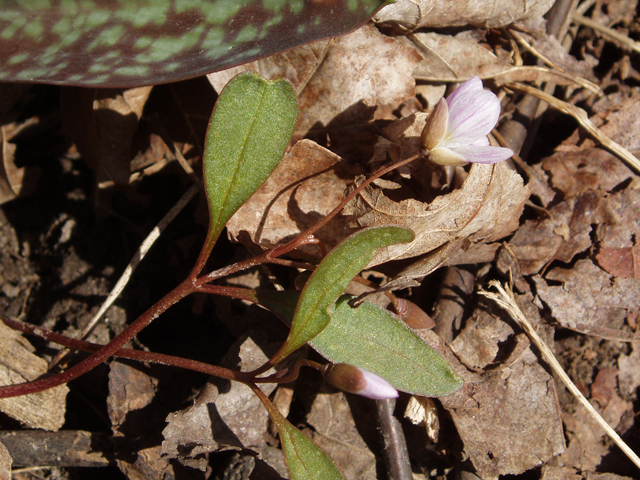 Claytonia caroliniana (Carolina springbeauty) #32801