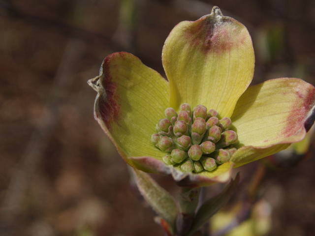 Cornus florida (Flowering dogwood) #32809