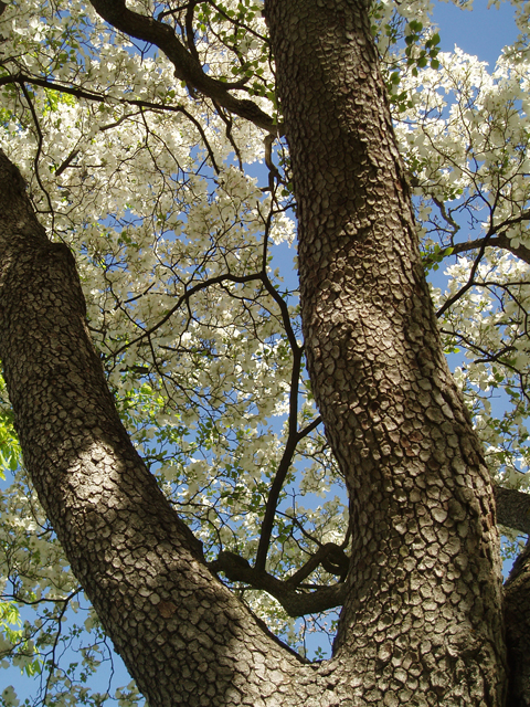 Cornus florida (Flowering dogwood) #32813