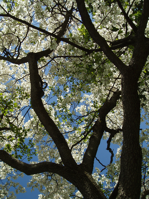 Cornus florida (Flowering dogwood) #32814