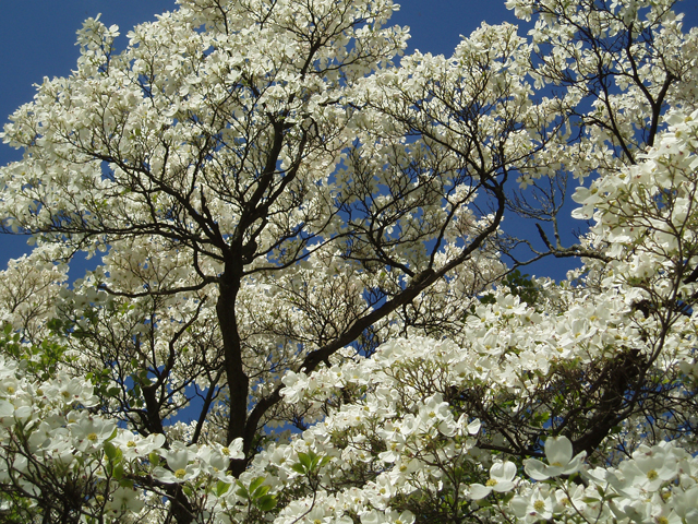 Cornus florida (Flowering dogwood) #32815
