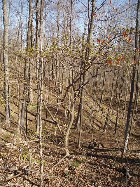 Dirca palustris (Eastern leatherwood) #32837