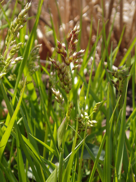 Hierochloe odorata (Sweetgrass) #32895