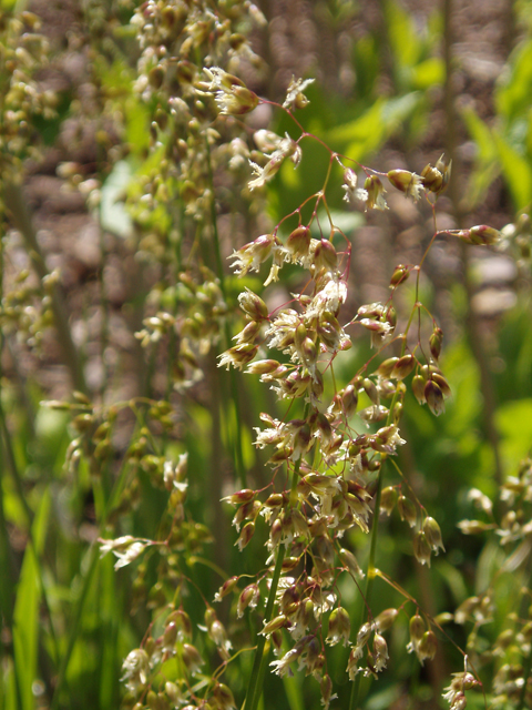 Hierochloe odorata (Sweetgrass) #32897