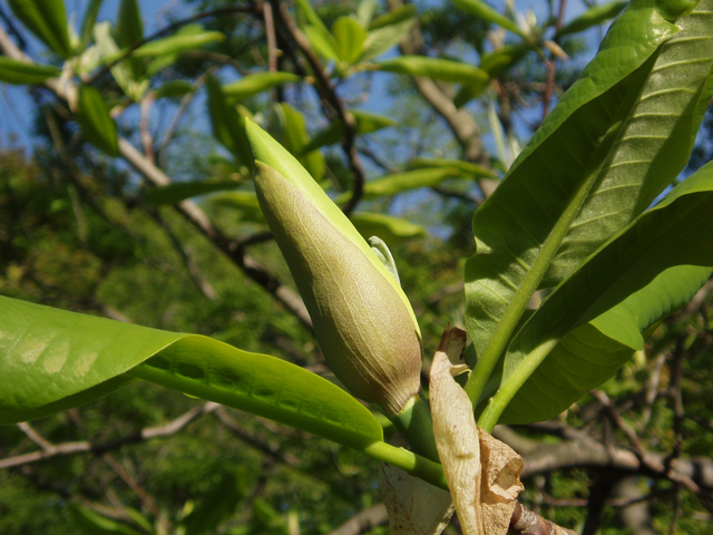 Magnolia tripetala (Umbrella tree) #32935