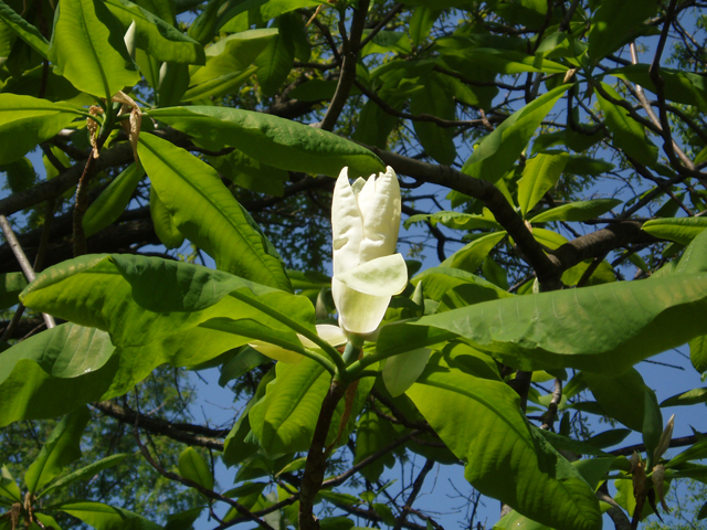 Magnolia tripetala (Umbrella tree) #32938