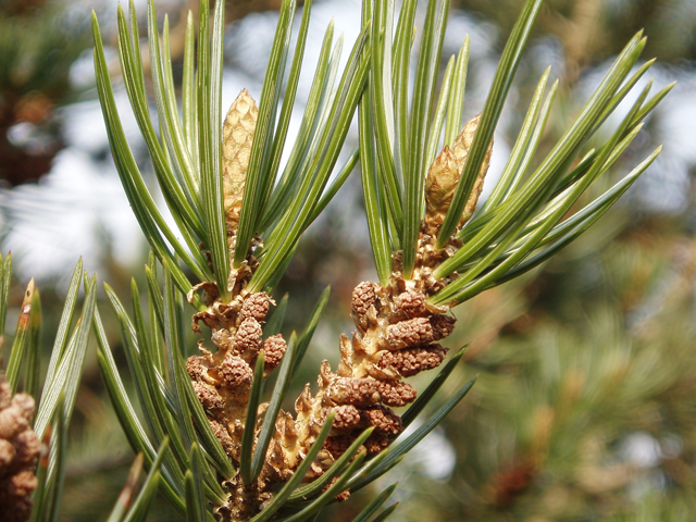 Pinus edulis (Colorado pinyon pine) #32972