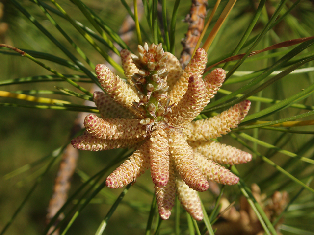 Pinus rigida (Pitch pine) #32976