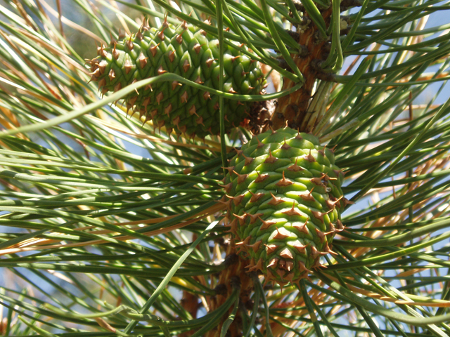 Pinus rigida (Pitch pine) #32978