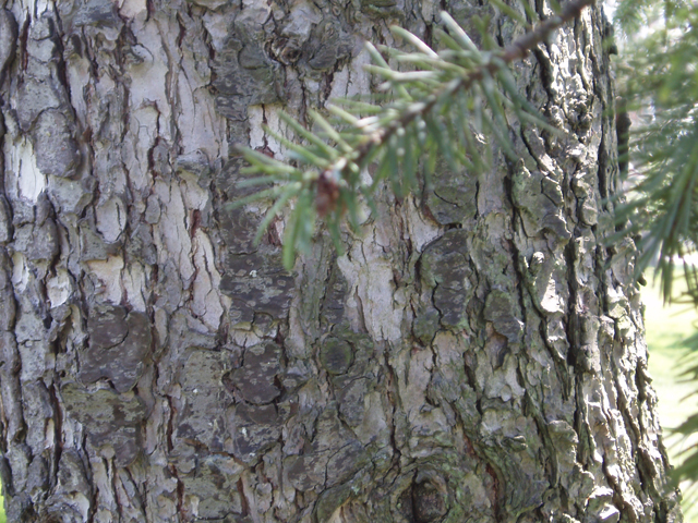 Pseudotsuga menziesii var. glauca (Rocky mountain douglas fir) #32983