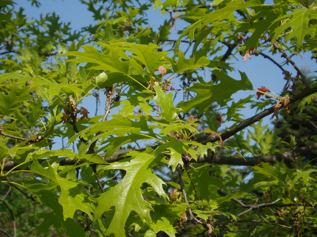 Quercus ellipsoidalis (Northern pin oak) #33001