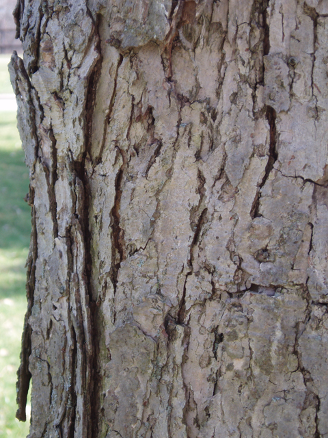 Quercus muehlenbergii (Chinkapin oak) #33008