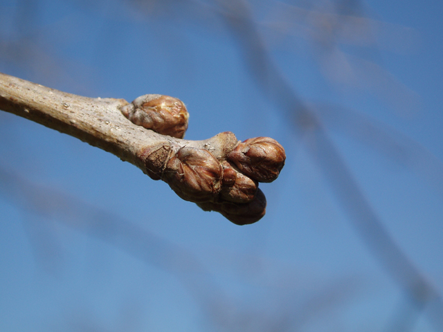Quercus muehlenbergii (Chinkapin oak) #33009
