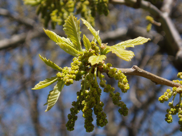 Quercus muehlenbergii (Chinkapin oak) #33013