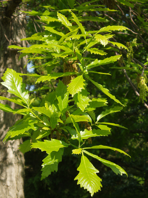 Quercus muehlenbergii (Chinkapin oak) #33014