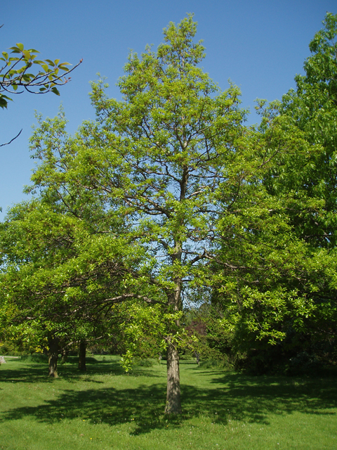 Quercus muehlenbergii (Chinkapin oak) #33015