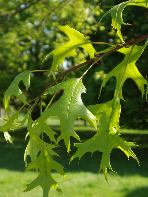 Quercus palustris (Pin oak) #33017