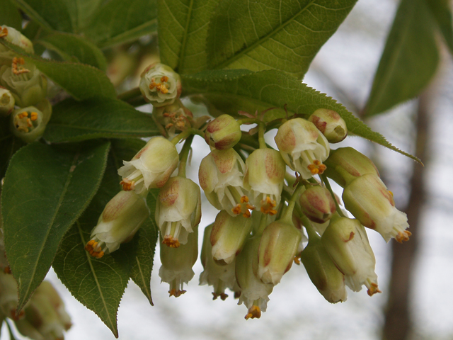 Staphylea trifolia (American bladdernut) #33038