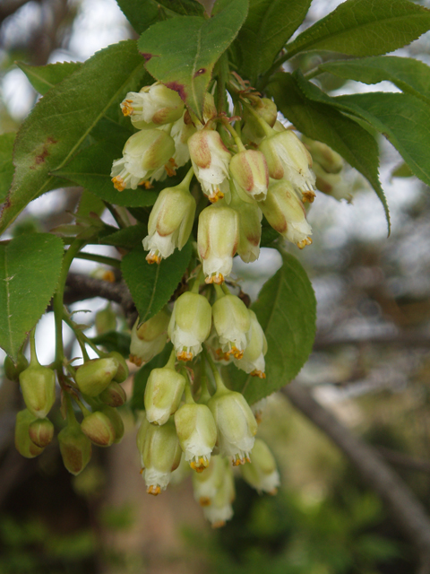 Staphylea trifolia (American bladdernut) #33039