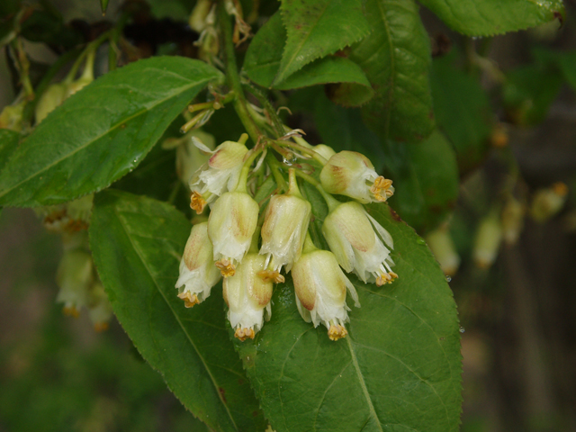 Staphylea trifolia (American bladdernut) #33044
